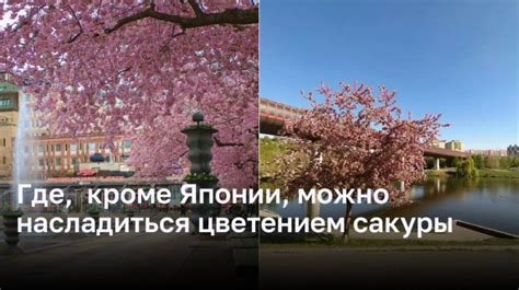 Оптимальный период для наслаждения цветением