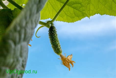 Оптимальный срок для посадки огурцов