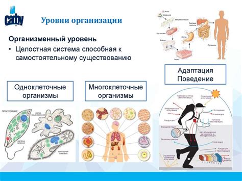 Организм как сложная система