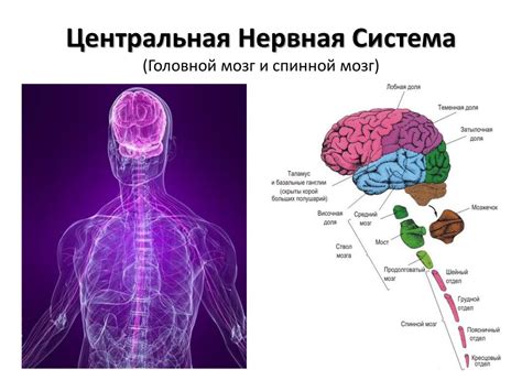 Органы человека, отвечающие за производство и восприятие звука