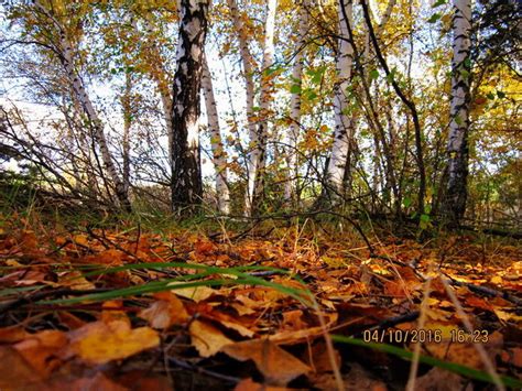 Осенний первый мороз: влияние на землю