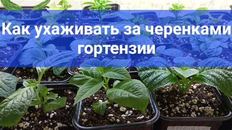 Осенний уход за черенками