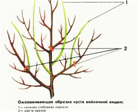 Осенняя обрезка: ключ к сильному росту и цветению