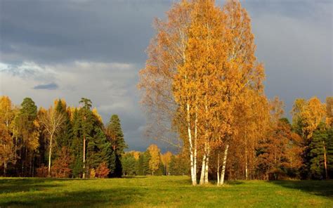 Осенняя пора: как и когда листопад у березы начинается