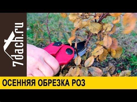 Осенняя посадка: ключевой момент