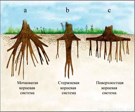 Осины опасны для фундамента