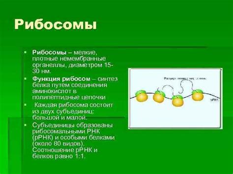 Основная функция рибосом