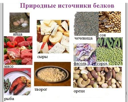 Основные источники белка в питании