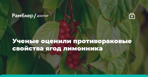 Основные ошибки при сборе ягод лимонника