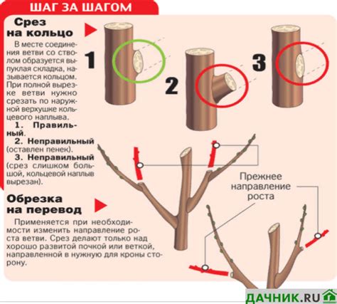 Основные правила обрезки старой вишни