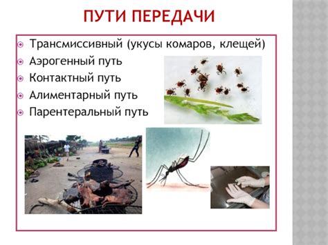 Основные пути передачи клещей