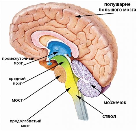 Основные структуры мозга