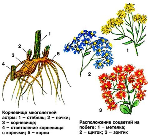 Основные этапы деления куста астр многолетних