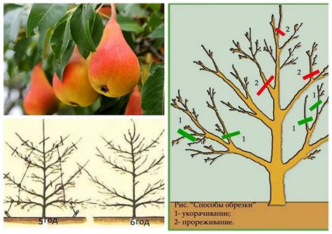 Основы обрезки груши осенью