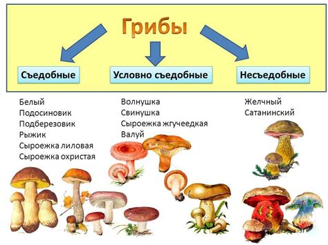 Особенности грибов Архыза и их кулинарное применение