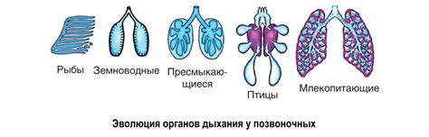 Особенности дыхания у барбусов и его связь с кислородом