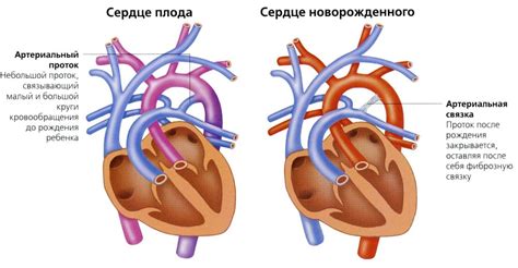 Особенности кровеносной системы у плода