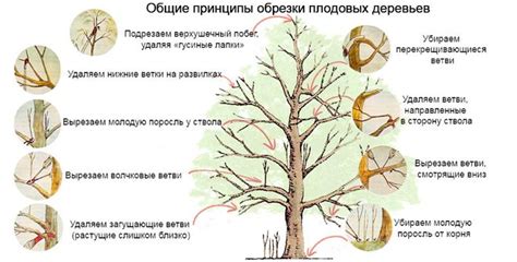 Особенности обрезки молодых растений бадана