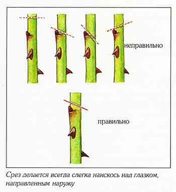 Особенности обрезки привитых роз