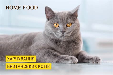 Особенности питания котов