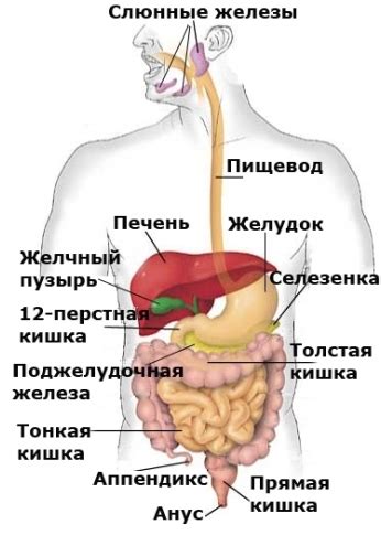 Особенности пищеварительной системы после чумки