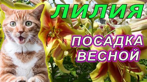 Особенности посадки и ухода весной