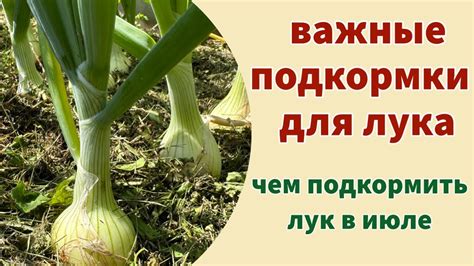 Особенности проверки и ухода за луком в подвале