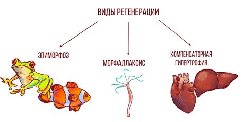 Особенности регенерации