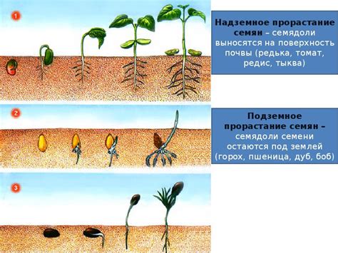 Особенности роста