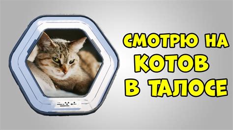 Осторожность - главный принцип кормления котов