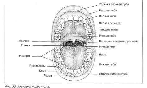 Открытая ротовая полость