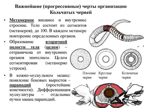 Отличия кровеносной системы кольчатых червей от других организмов