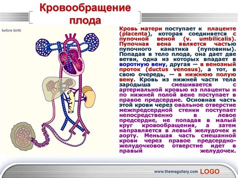 Отличия кровеносной системы плода от системы взрослого