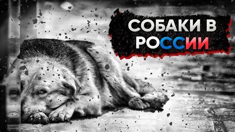 Отстрел собак в России: почему это проблема?