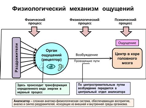 Ощущения и реакции