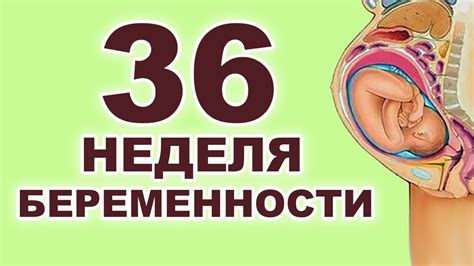 Палец: какие изменения в ощущениях ждут беременную на 36 неделе?