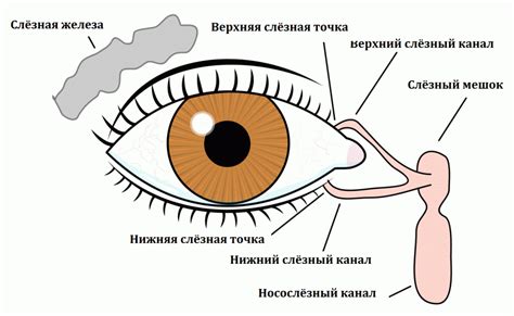 Патологии слезных протоков