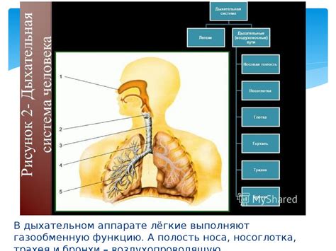 Пауки и система газообмена