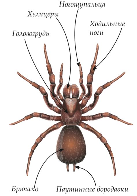 Паукообразные и их анатомические особенности