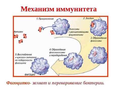 Первая вспышка и иммунитет