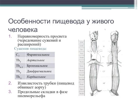 Первопричины сосудистых сужений и расширений