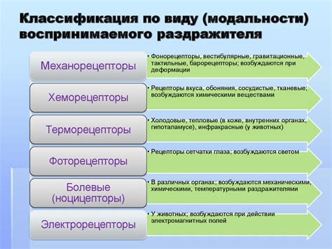 Первые исследования их структуры и функций