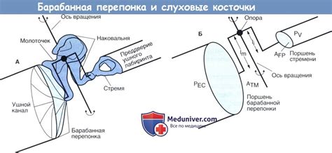 Передача звука через плодовые воды