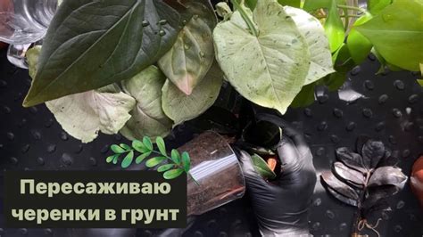 Пересадка укорененных мятных черенков