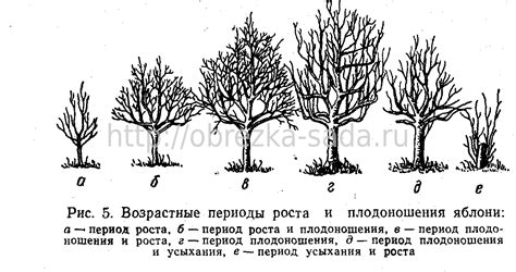 Периодичность и интенсивность плодовых движений