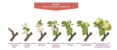 Периоды плодоношения