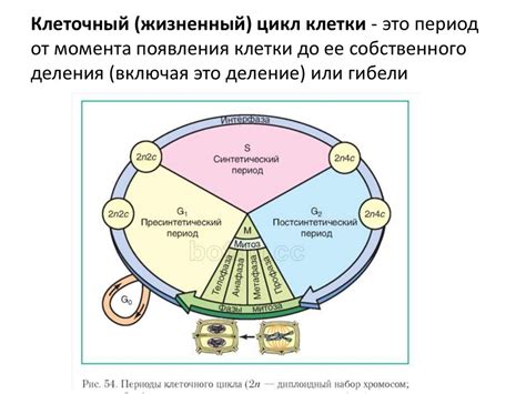 Период до появления