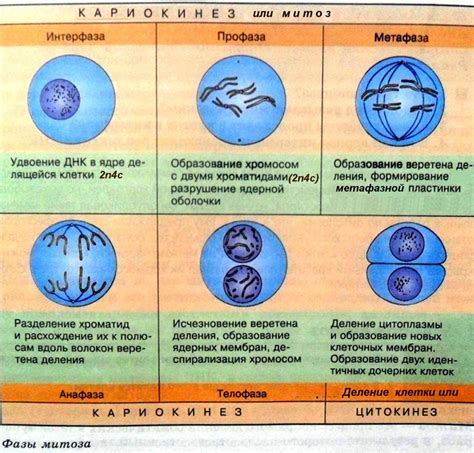 Период митоза и его фазы