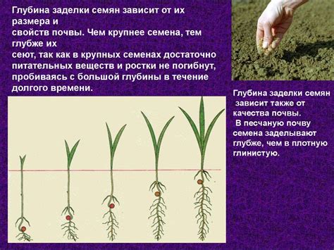 Период прорастания семян