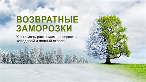 Перспективы исследования возвратных заморозков в регионе